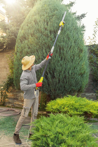 Tree Removal for Businesses in Florida Gulf Coast University, FL